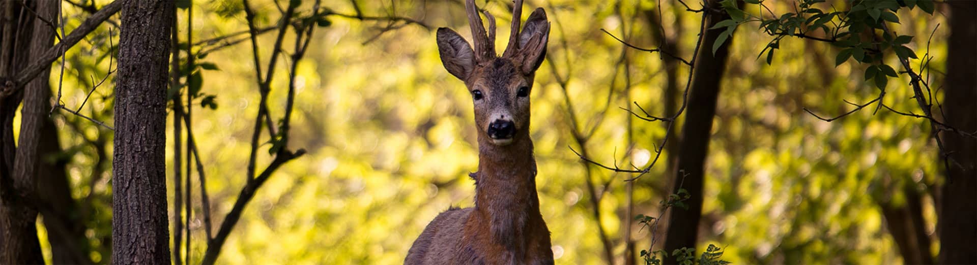 Rehwild – Wilder Happen